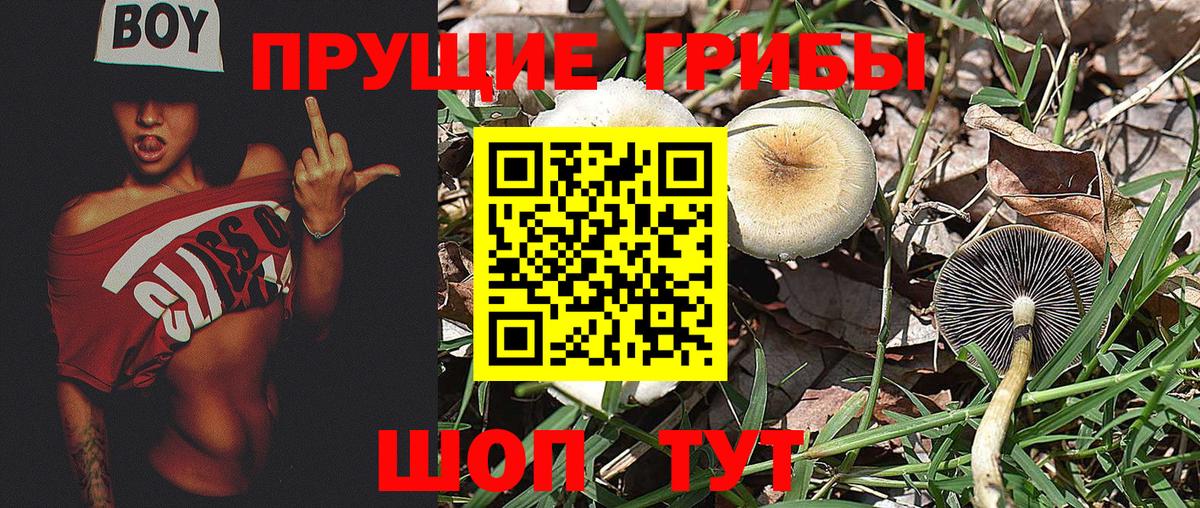 Псилоцибиновые грибы ЛСД Мценск